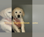 Small Photo #4 Golden Retriever Puppy For Sale in BRISTOL, VT, USA