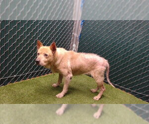 Akita Dogs for adoption in Downey, CA, USA