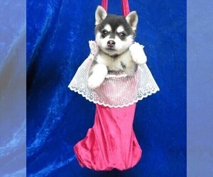 Alaskan Klee Kai Puppy for sale in NORWOOD, MO, USA