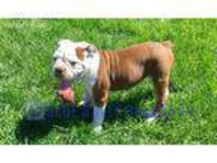 Olde English Bulldogge Puppy for sale in Helena, MT, USA
