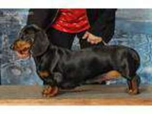 Dachshund Puppy for sale in Spring Lake, NC, USA