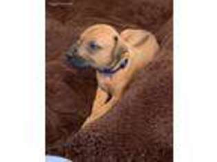 Rhodesian Ridgeback Puppy for sale in Middletown, NJ, USA