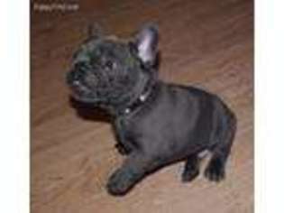French Bulldog Puppy for sale in Santa Fe, NM, USA