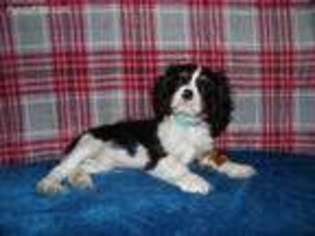Cavalier King Charles Spaniel Puppy for sale in Midland, MI, USA