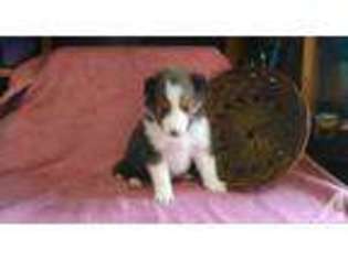 Shetland Sheepdog Puppy for sale in WESTFIELD, NC, USA