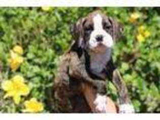 Boxer Puppy for sale in Azusa, CA, USA