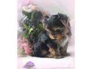 Yorkshire Terrier Puppy for sale in ELBERT, CO, USA