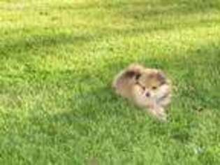 Pomeranian Puppy for sale in Leland, NC, USA