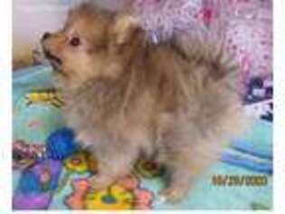 Pomeranian Puppy for sale in Prescott Valley, AZ, USA