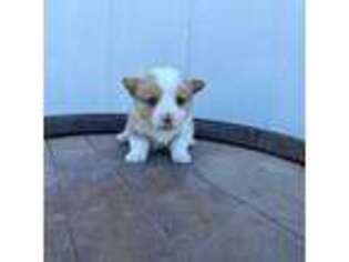Pembroke Welsh Corgi Puppy for sale in Greenfield, CA, USA