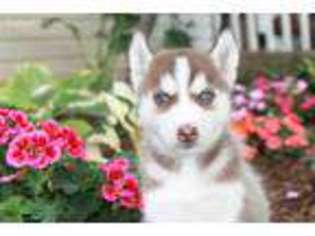 Siberian Husky Puppy for sale in Nappanee, IN, USA