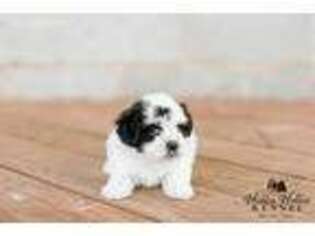 Mutt Puppy for sale in Mount Crawford, VA, USA