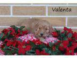Golden Retriever Puppy for sale in Grantsville, MD, USA