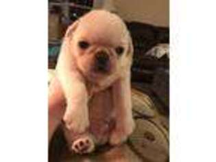 Pug Puppy for sale in Belpre, OH, USA