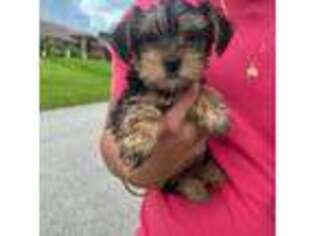 Yorkshire Terrier Puppy for sale in Winter Haven, FL, USA