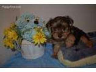 Yorkshire Terrier Puppy for sale in Glen Allen, VA, USA