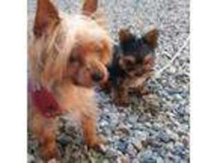 Yorkshire Terrier Puppy for sale in North Fort Myers, FL, USA