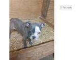 Boston Terrier Puppy for sale in Jonesboro, AR, USA