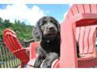 Mutt Puppy for sale in Belfry, KY, USA