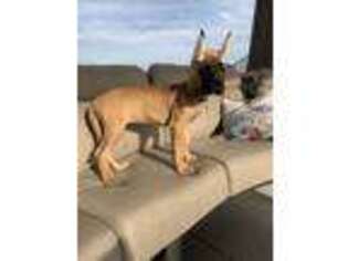 Great Dane Puppy for sale in Coldwater, OH, USA