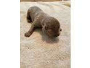 Newfoundland Puppy for sale in Minotola, NJ, USA