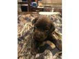 Labrador Retriever Puppy for sale in Woodward, OK, USA