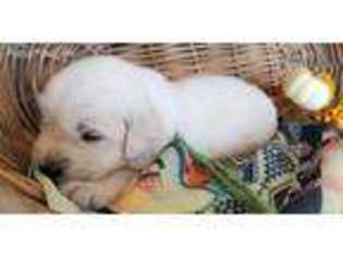 Mutt Puppy for sale in Avon, MT, USA