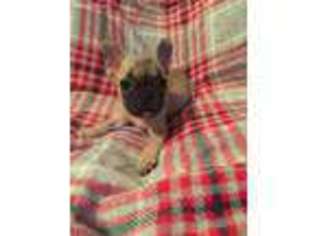 French Bulldog Puppy for sale in Kennett, MO, USA