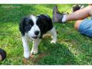 English Springer Spaniel Puppy for sale in Meridianville, AL, USA