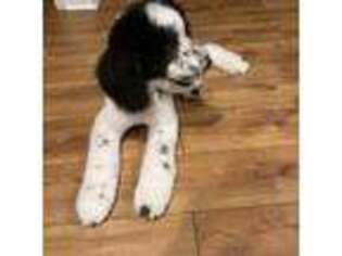 Mutt Puppy for sale in Hallsboro, NC, USA