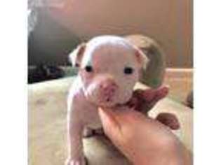 Mutt Puppy for sale in Waskom, TX, USA