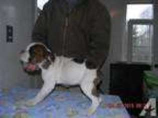 Olde English Bulldogge Puppy for sale in PAW PAW, MI, USA