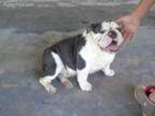 Bulldog Puppy for sale in Wellston, OK, USA