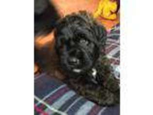 Mutt Puppy for sale in NEW FRANKLIN, MO, USA