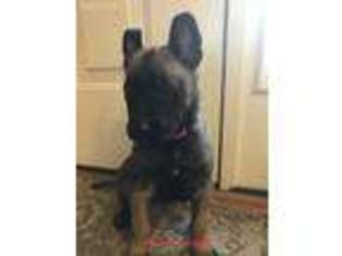 Belgian Malinois Puppy for sale in Grottoes, VA, USA