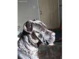 Cane Corso Puppy for sale in Columbia, SC, USA