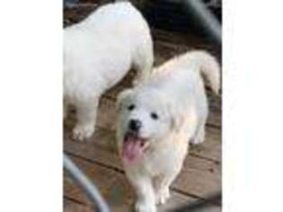 Great Pyrenees Puppy for sale in Myakka City, FL, USA
