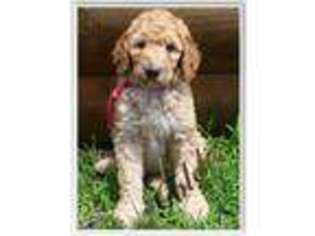 Goldendoodle Puppy for sale in Middleburg, PA, USA