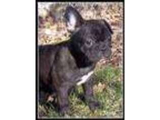 French Bulldog Puppy for sale in Lyle, WA, USA