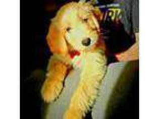 Goldendoodle Puppy for sale in Gardner, KS, USA