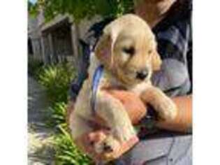 Golden Retriever Puppy for sale in Aliso Viejo, CA, USA