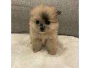 Pomeranian Puppy for sale in Bothell, WA, USA