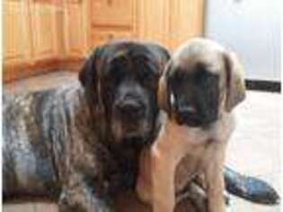 Mastiff Puppy for sale in Woodland Park, CO, USA