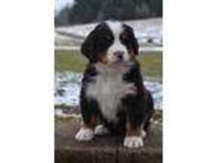 Bernese Mountain Dog Puppy for sale in Clymer, PA, USA