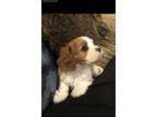 Cavalier King Charles Spaniel Puppy for sale in Hammond, LA, USA