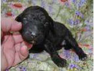 Mutt Puppy for sale in Viola, DE, USA