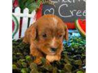Cavapoo Puppy for sale in Savannah, TN, USA
