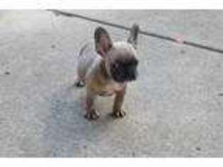 French Bulldog Puppy for sale in Allen Park, MI, USA