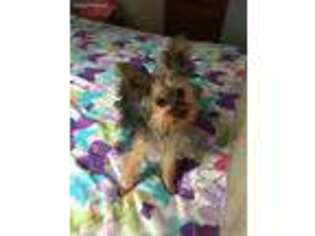 Yorkshire Terrier Puppy for sale in Walnut Grove, MO, USA
