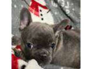 French Bulldog Puppy for sale in Pawtucket, RI, USA
